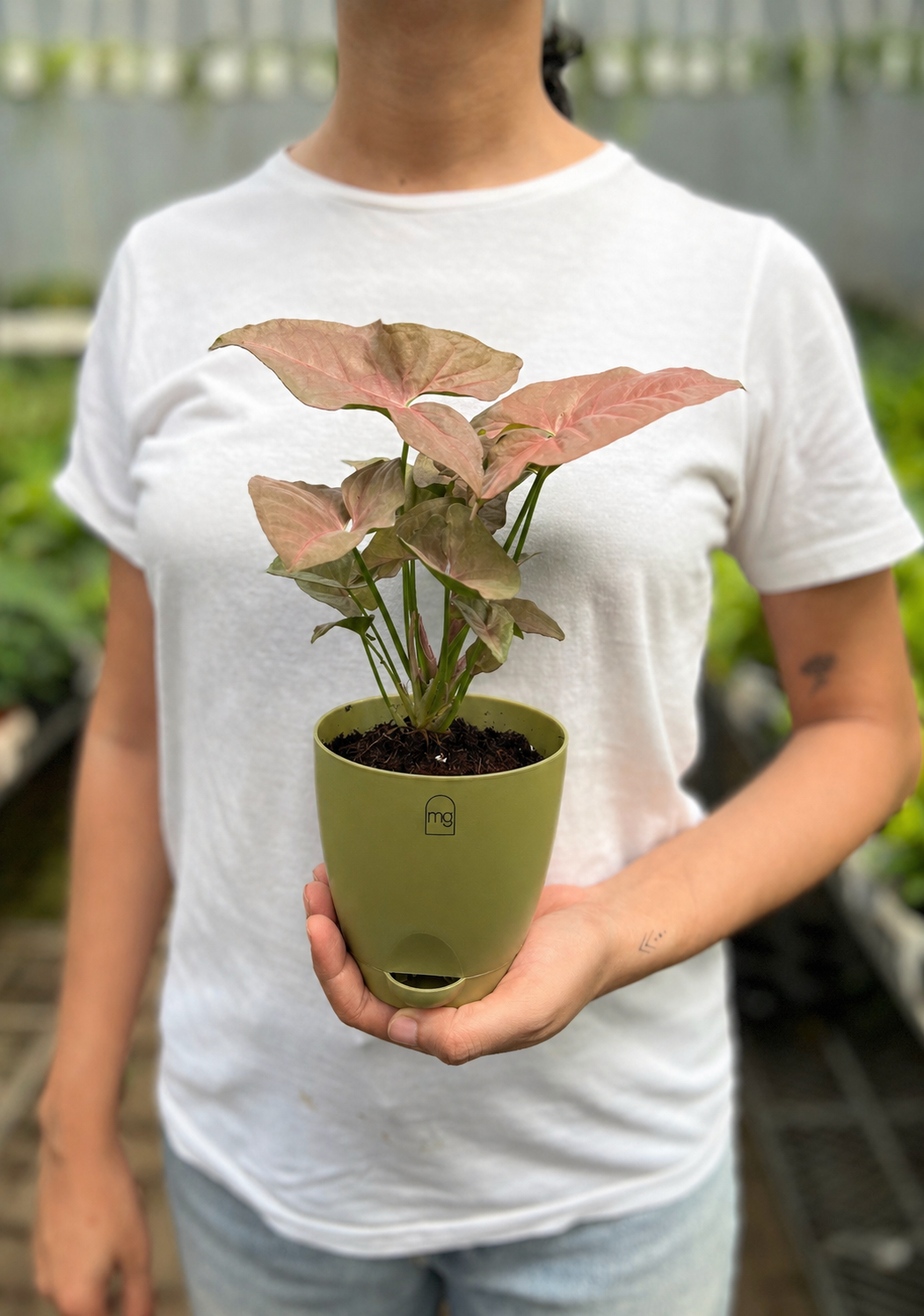 Pink Syngonium