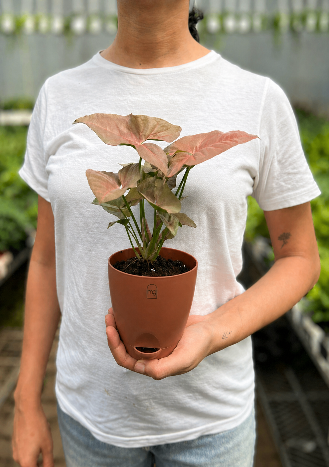 Pink Syngonium