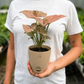 Pink Syngonium
