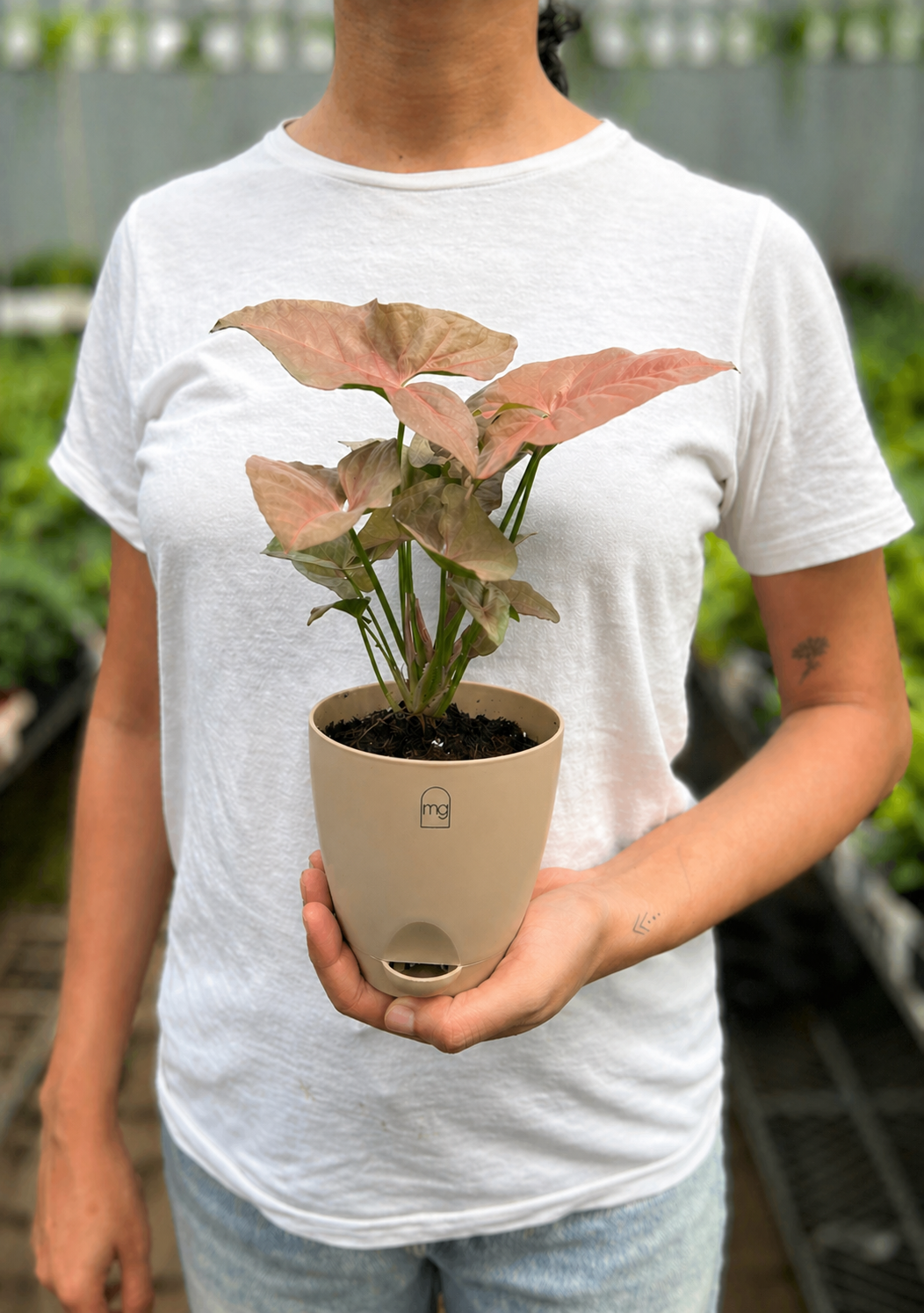 Pink Syngonium