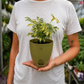 Verigated Schefflera