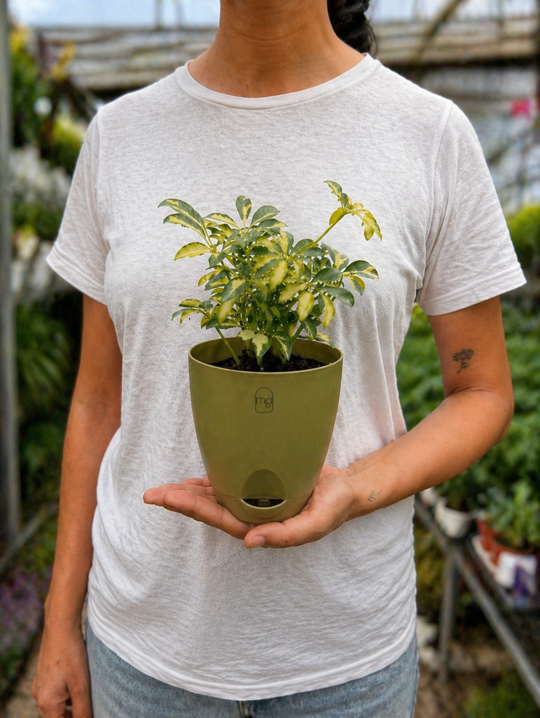 Verigated Schefflera