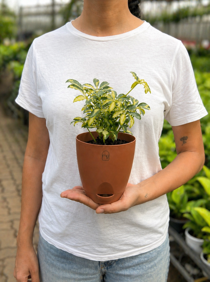 Verigated Schefflera