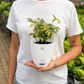 Verigated Schefflera