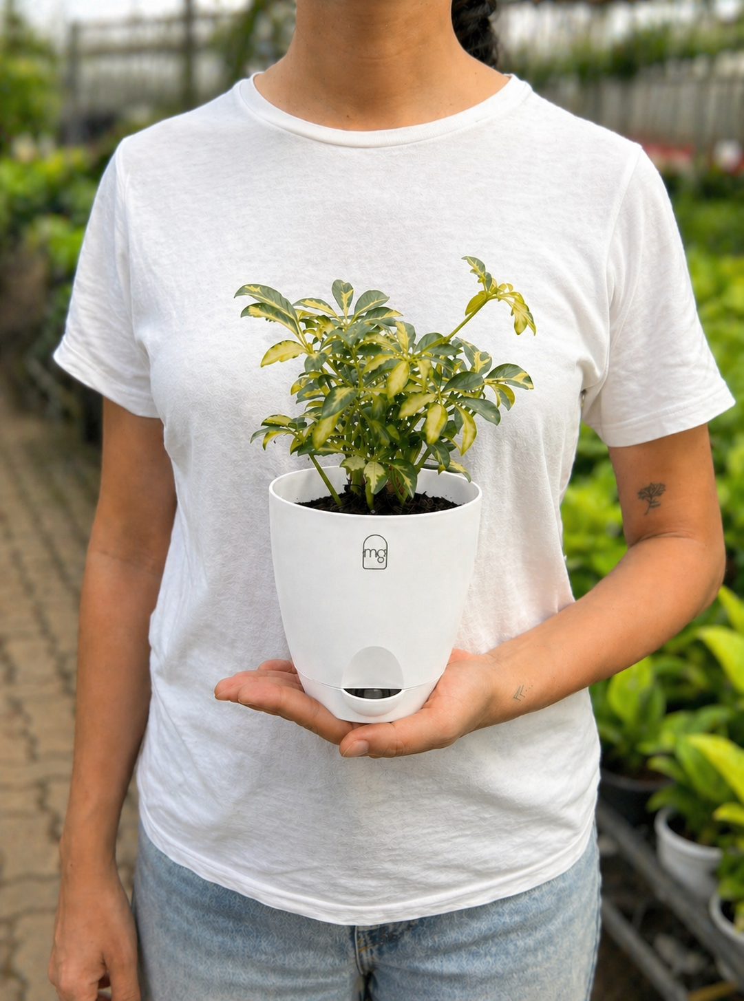 Verigated Schefflera