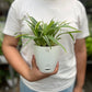 Spider Plant