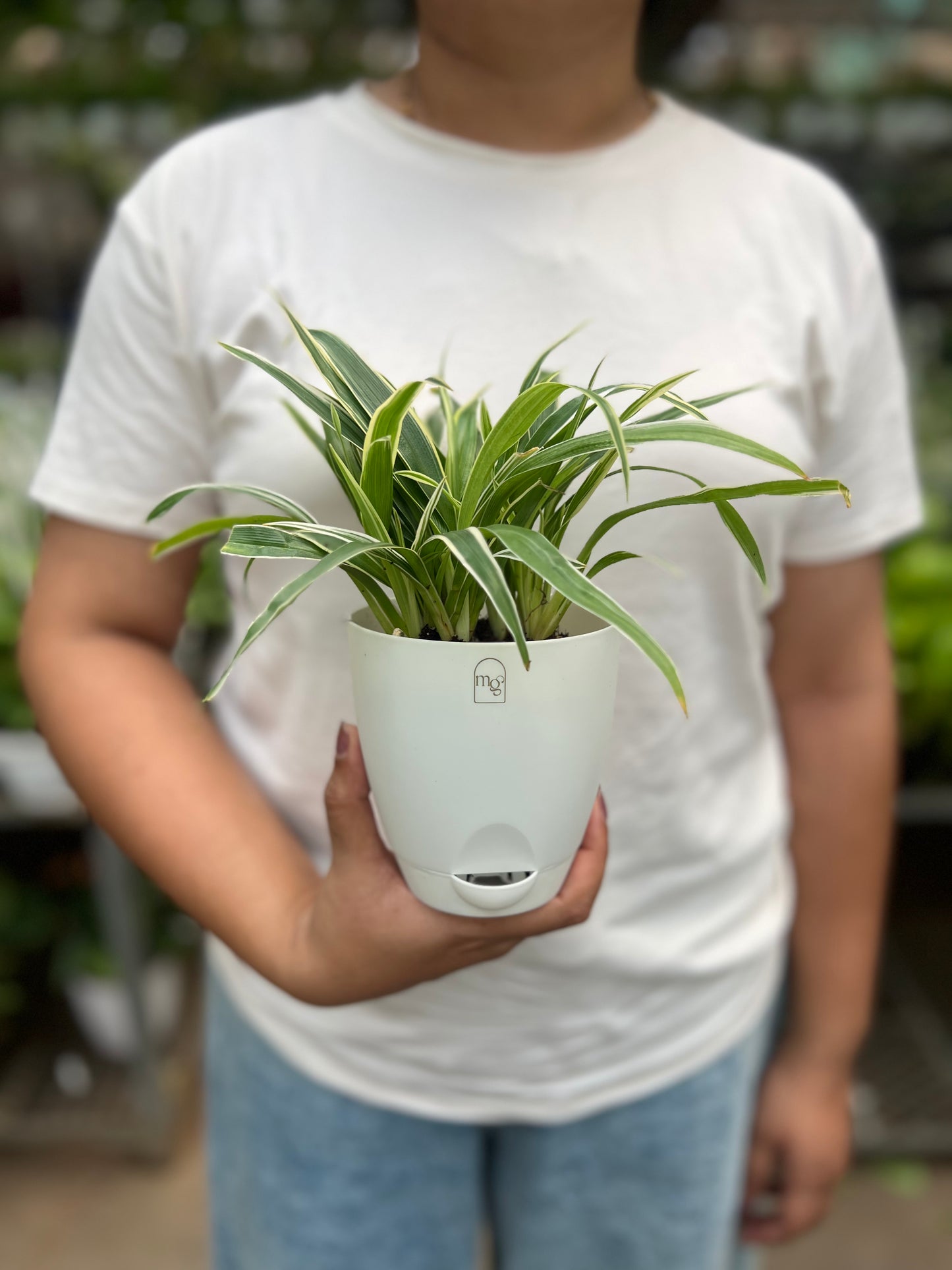 Spider Plant