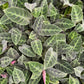 Calathea velvet jungle