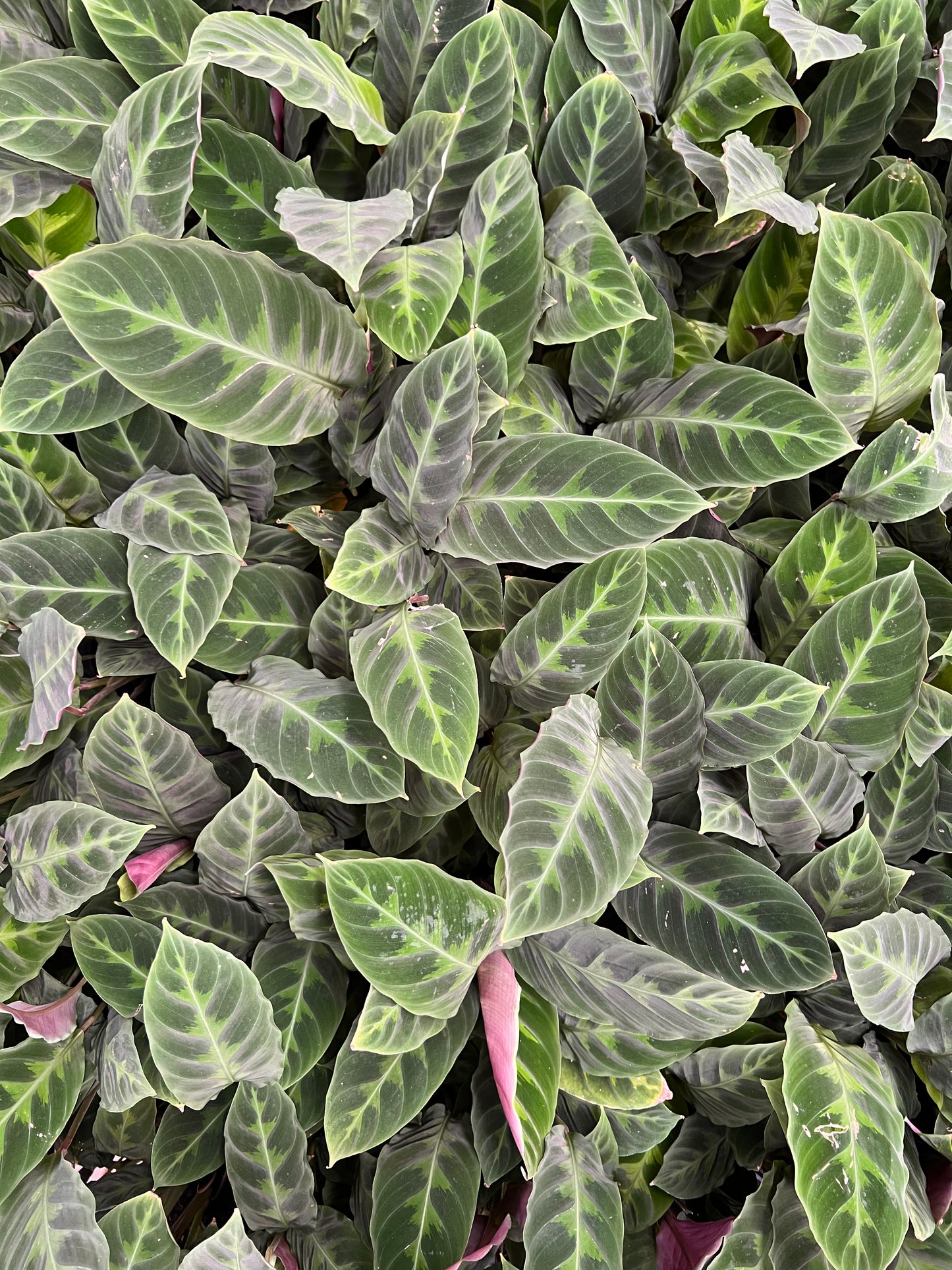 Calathea velvet jungle