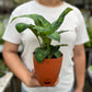 Dieffenbachia Cheetah