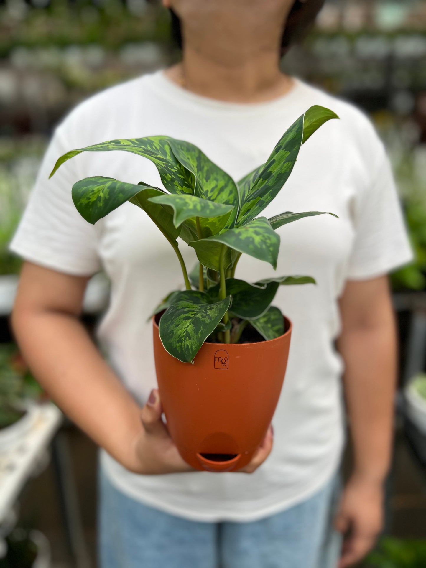 Dieffenbachia Cheetah
