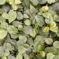 Philodendron Heartleaf