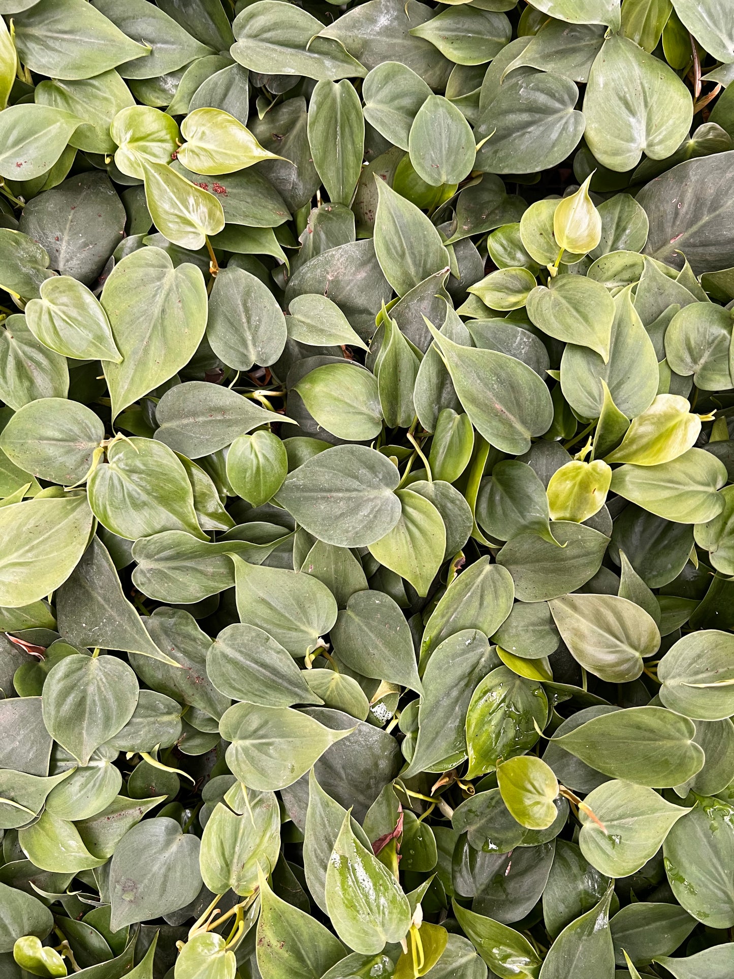 Philodendron Heartleaf