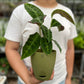 Calathea velvet jungle