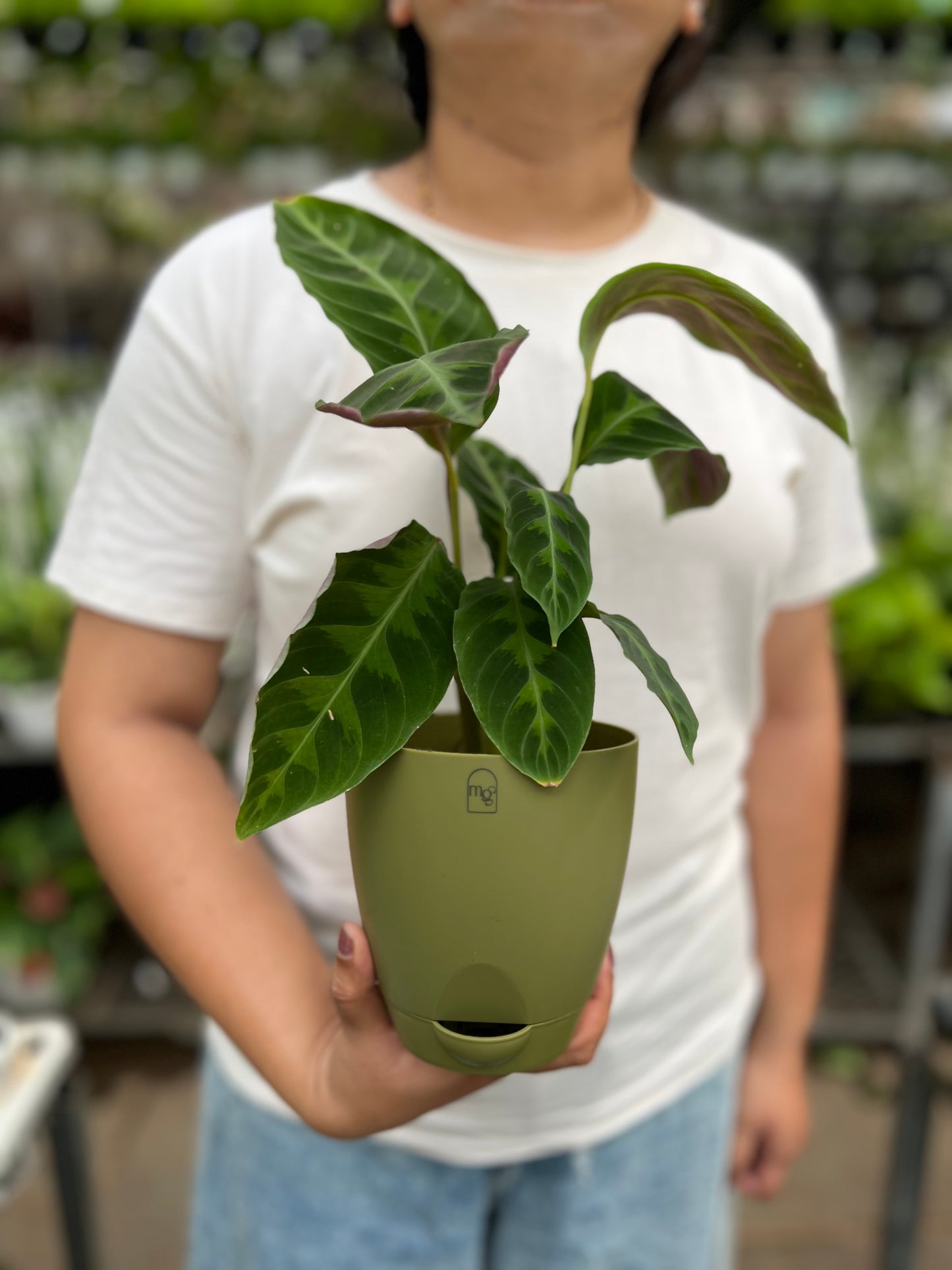 Calathea velvet jungle