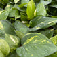 Money Plant Golden pothos