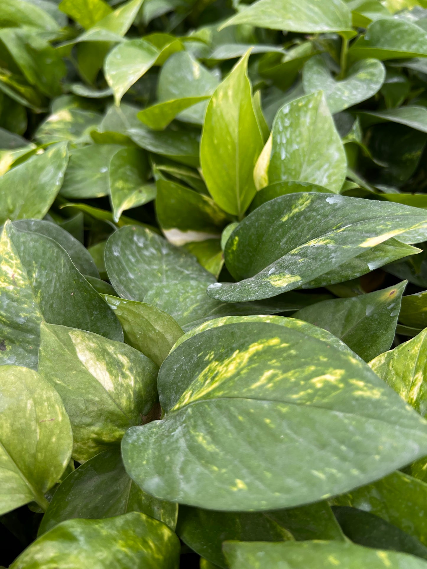 Money Plant Golden pothos