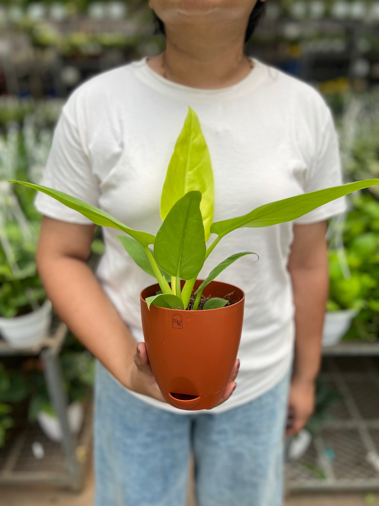 Philodendron ceylon golden