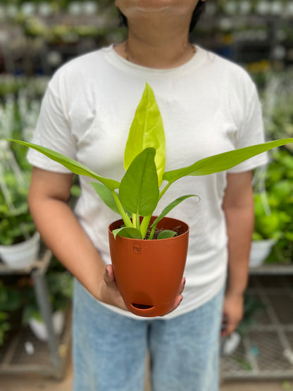 Philodendron ceylon golden