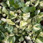 Marble Queen Pothos