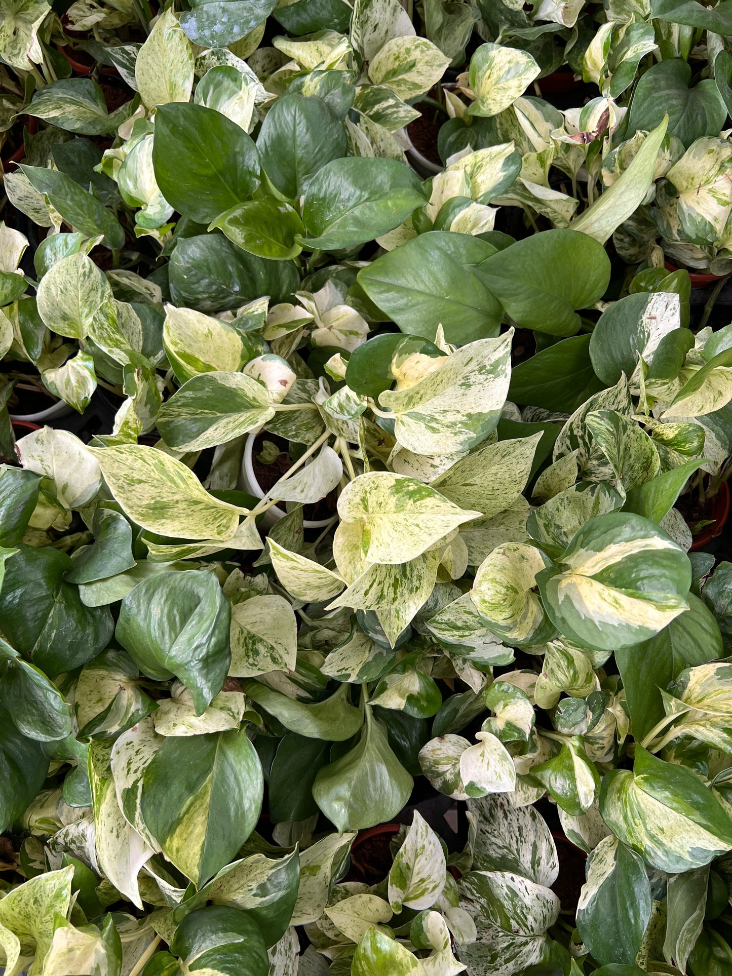 Marble Queen Pothos