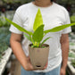 Philodendron ceylon golden