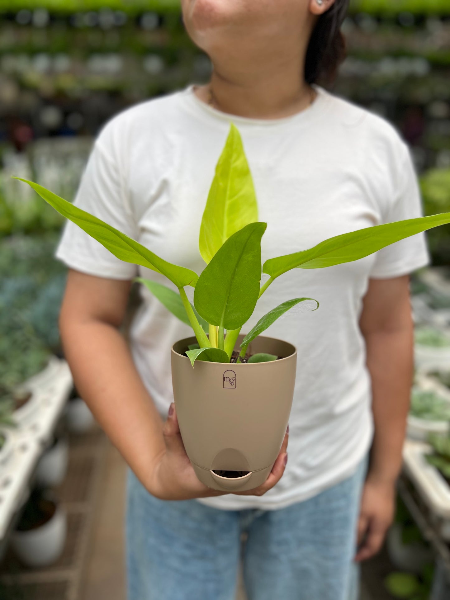 Philodendron ceylon golden