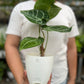 Anthurium Crystallinum