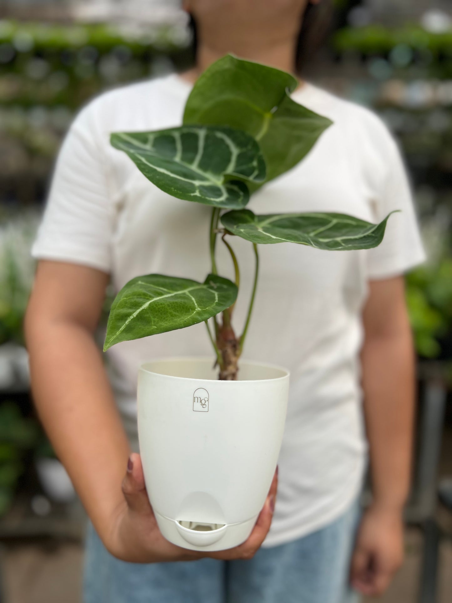 Anthurium Crystallinum