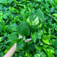 Money Plant Golden pothos