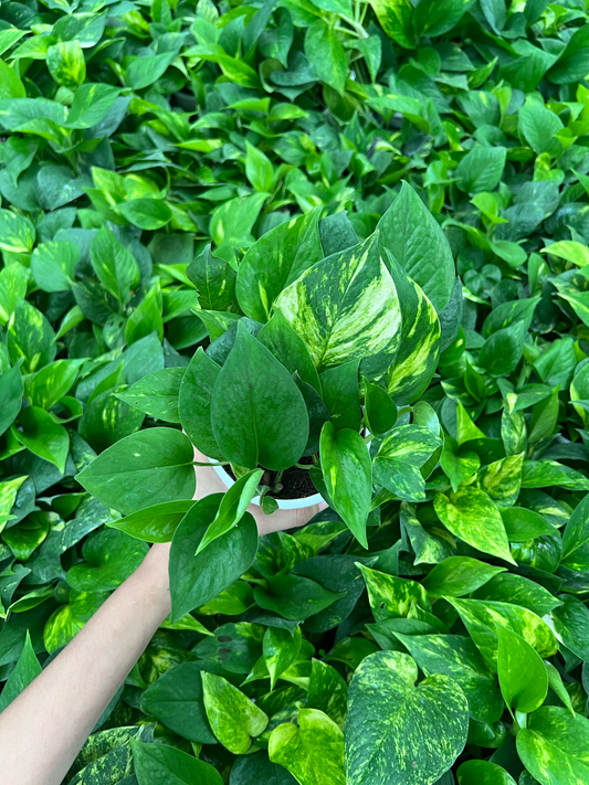 Money Plant Golden pothos