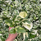 N'joy Pothos