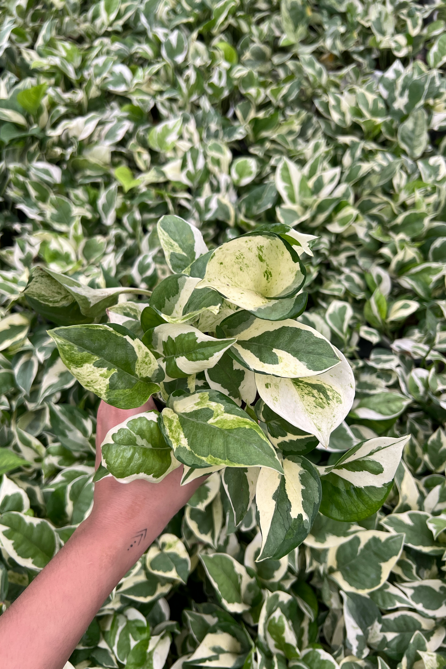 N'joy Pothos