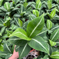 Spathiphyllum silver streak