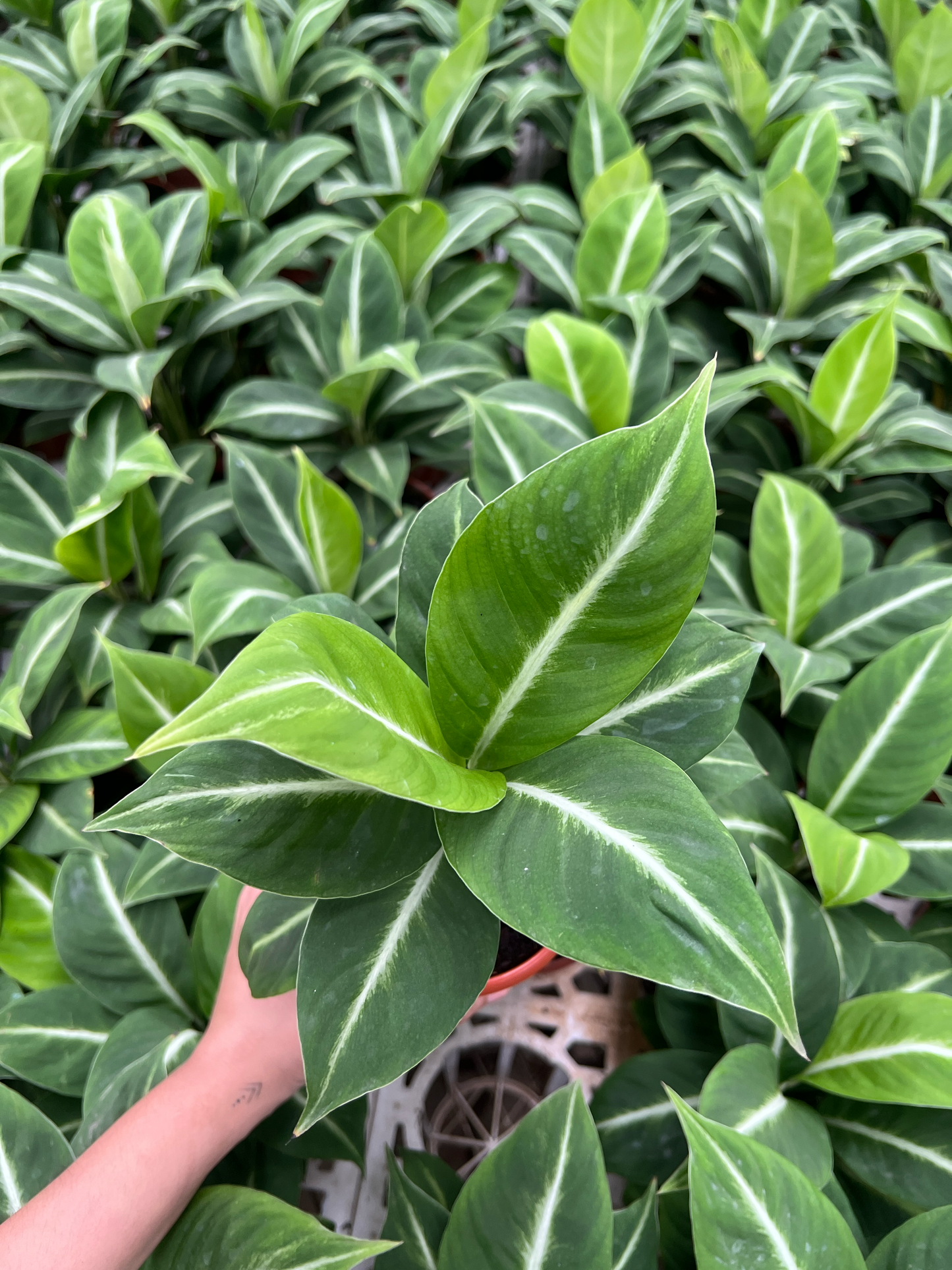 Spathiphyllum silver streak