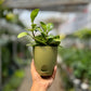 Baby Rubber Plant