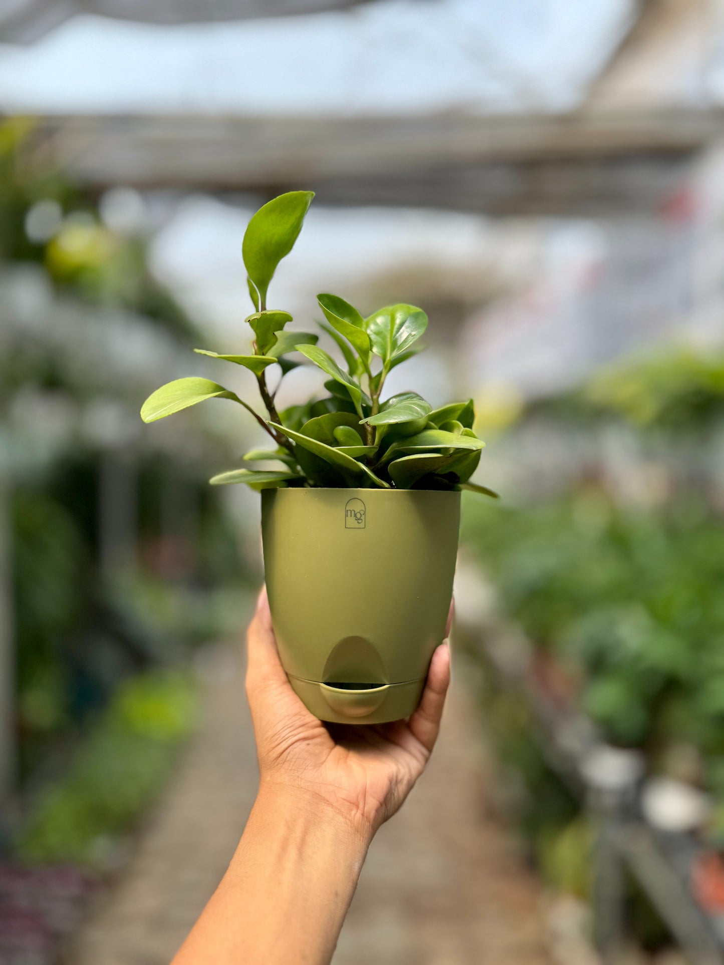 Baby Rubber Plant