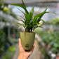 Raphis palm