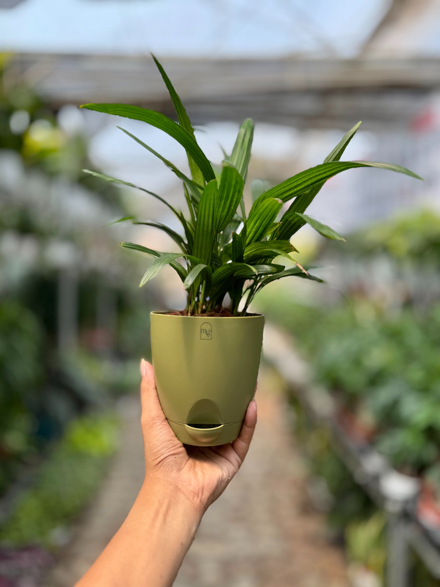 Raphis palm