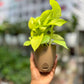 Neon Pothos