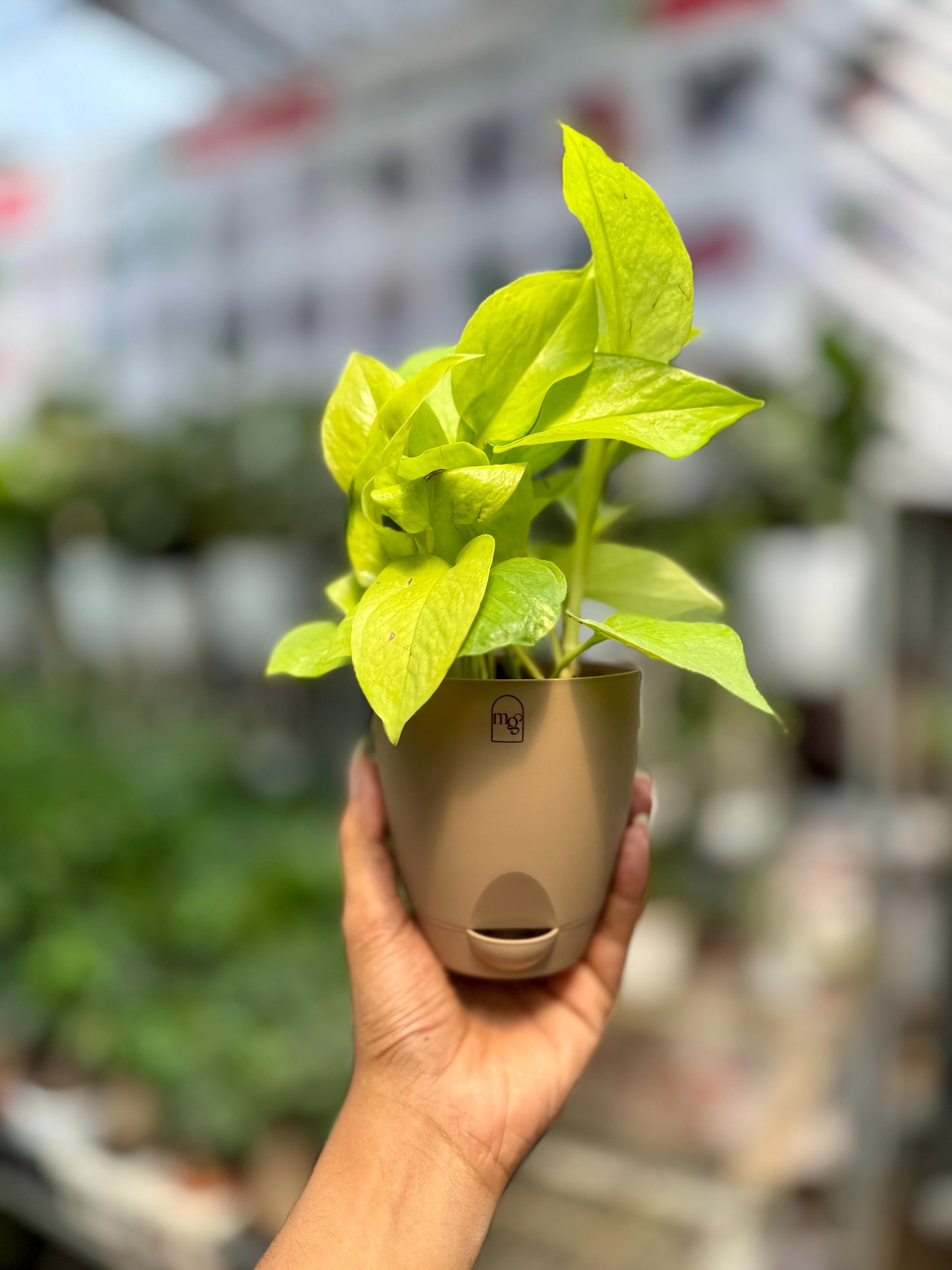 Neon Pothos