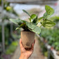 Monstera Peru