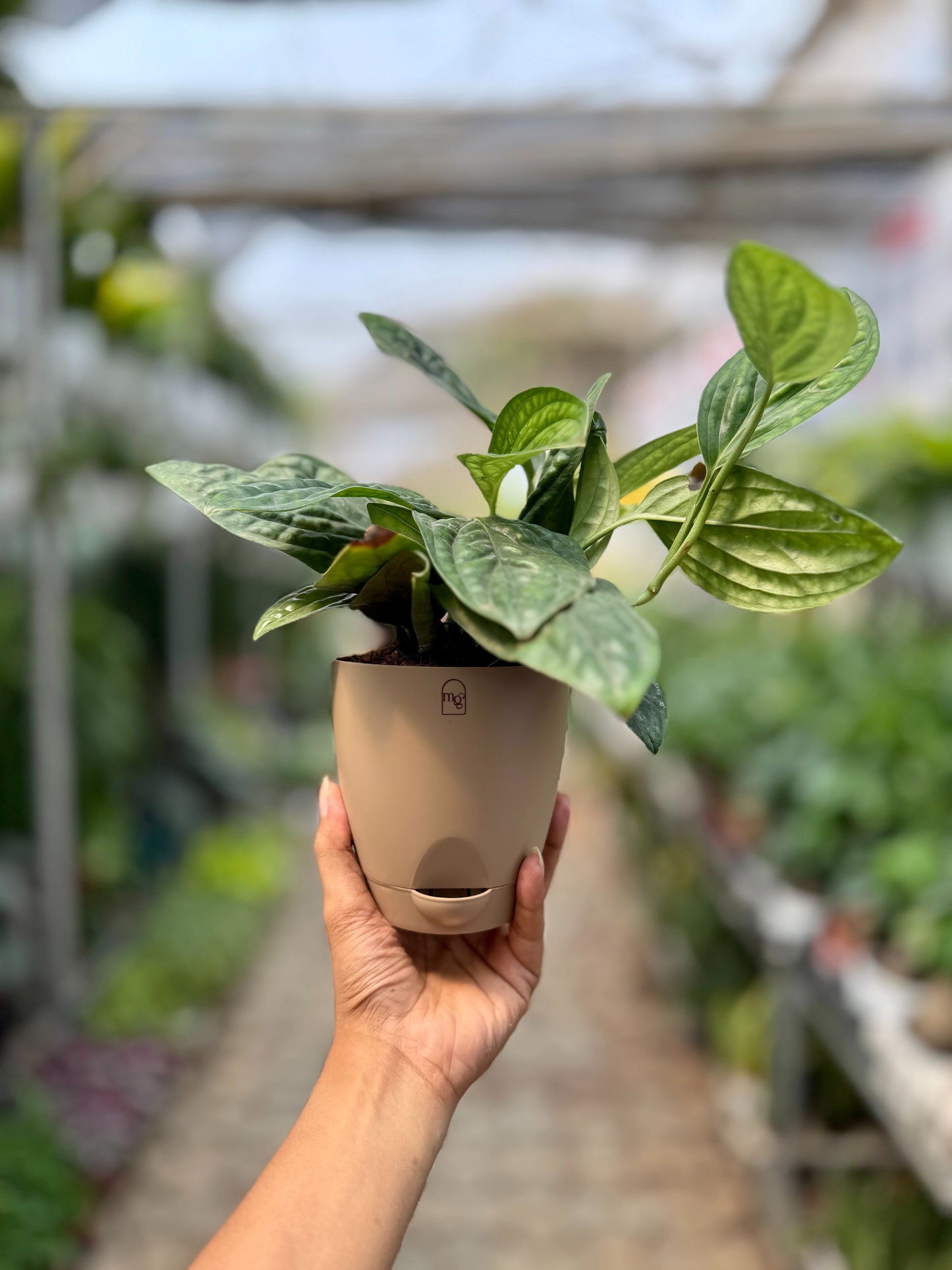 Monstera Peru