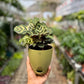 Calathea Peacock