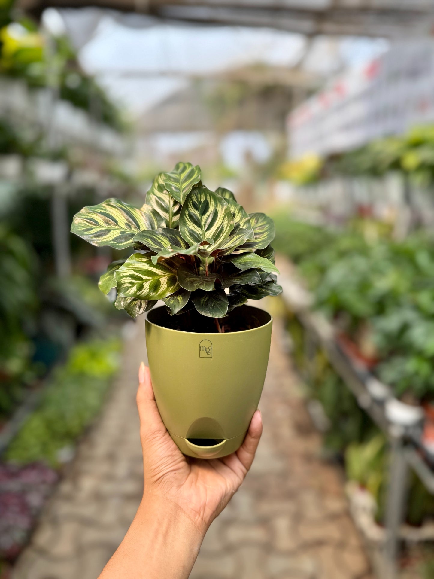 Calathea Peacock