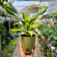 Dracena Corn Plant