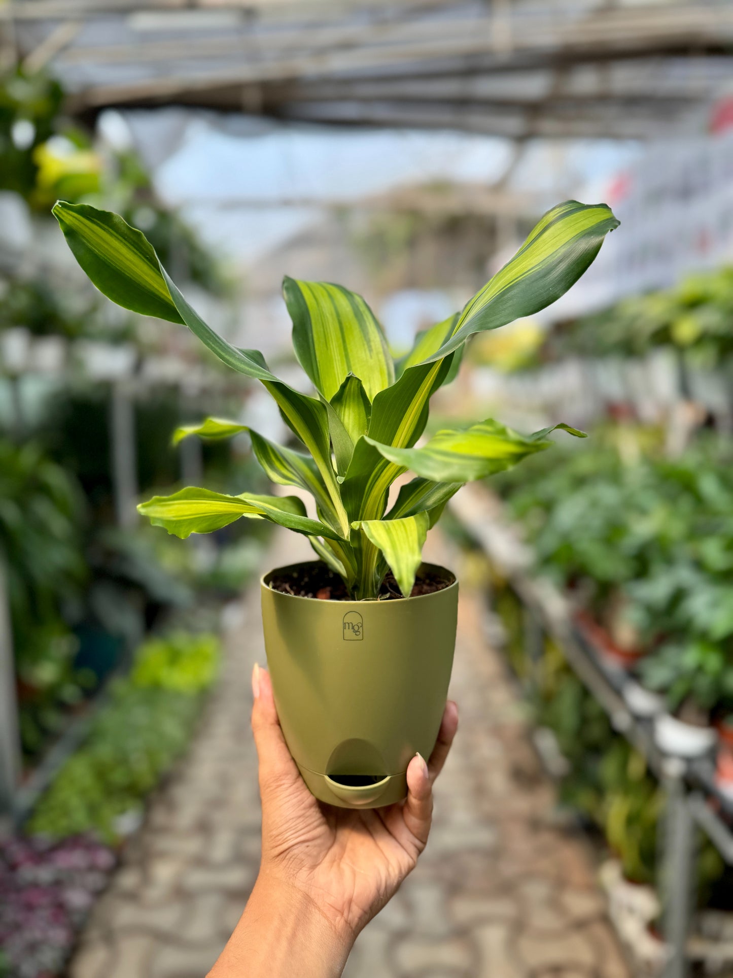 Dracena Corn Plant