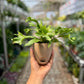 Birds Nest Fern ( Leslie )