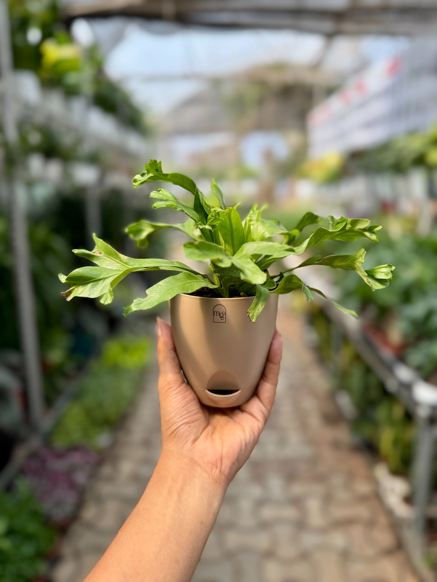 Birds Nest Fern ( Leslie )