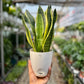 Snake Plant